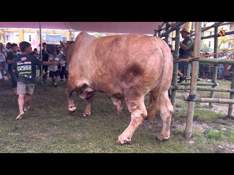 HADRA, BRANTAS' SUCCESSOR, THE CROSING CLASS CHAMPION🔥‼️