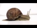 Escargot - Tokyo [Kaze no Yojimbo OST] 