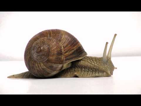 Kaze no Youjinbou Situation Escargo
