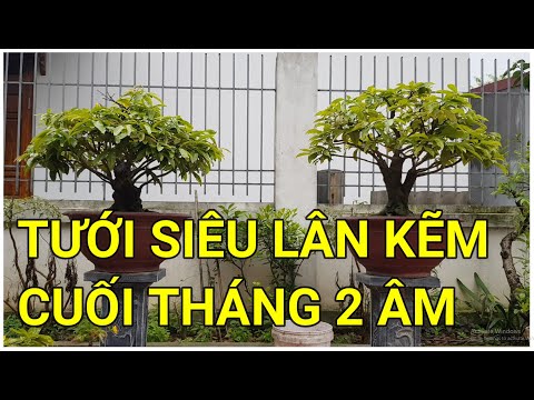 🔴 QBS22164 - TƯỚI PHÂN CHO CÂY CUỐI THÁNG 2 ÂM LỊCH || CÁCH TƯỚI SIÊU LÂN KẼM CHO CÂY MAI VÀNG