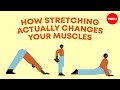 How Stretching Actually Changes Your Muscles Malachy McHugh