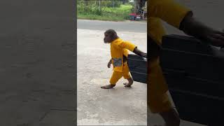 Download lagu So Surprised ! Cutis drove to drink coffee π±#monkey #babymonkeycutis #shortsvideo mp3 Download lagu So Surprised ! Cutis drove to drink coffee π±#monkey #babymonkeycutis #shortsvideo mp3