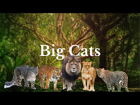 Big Cats in 4k Ultra HD Vision | Jungle Kings and Queens | lions, tigers, leopards, cheetahs