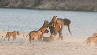 Young elephant survives attack by 14 Lions  One Da