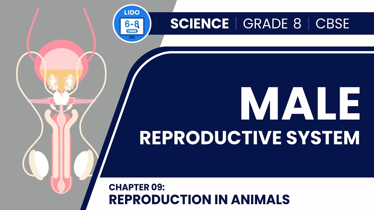 Male Reproductive System | Reproduction in Animals | Class 8 Biology Chapter 9