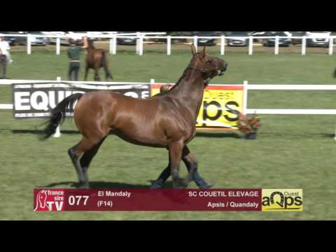 Show AQPS Le Lion 2016 : Lot 77 - El Mandaly