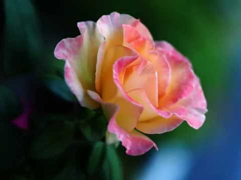 バラのタンゴ（Tango delle Rose)1928年？