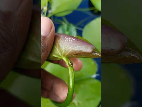 Time lapse of water lily day 1to60..#waterlily #timelapse #viral
