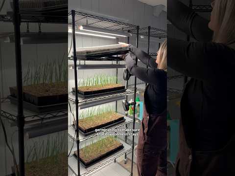 Pepper Seed Starting Guide: Your Early Start to Harvest