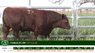 3 Toros PC/PP - Gregorio Aberasturi - Plaza Ganadera