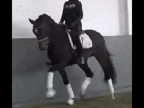 2017 Hanoverian stallion /Hengst von FINNIGAN ! www.sporthorses-online.com