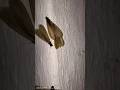 Night In The Light Coming Chichimira On The Light Nightinsect Insects