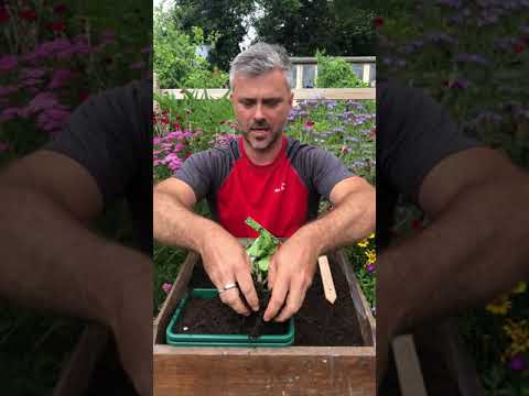 Sow Salad for Summer - How To Grow Pea Shoots