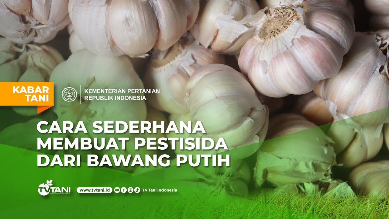 Cara Pembuatan Pestisida Nabati dari Bawang Putih (Allium Sativum L)