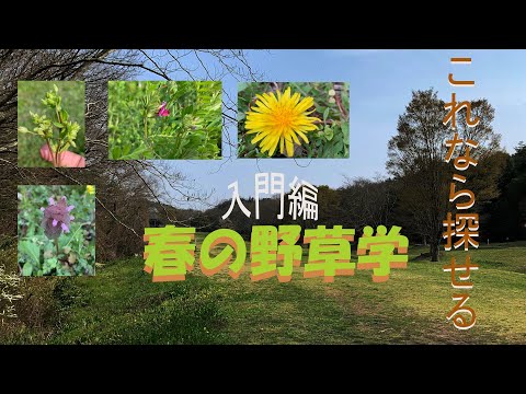 アマチャヅル:不死の薬草 植物