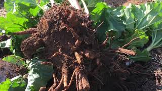 Rhubarb: an uncommon garden vegetable