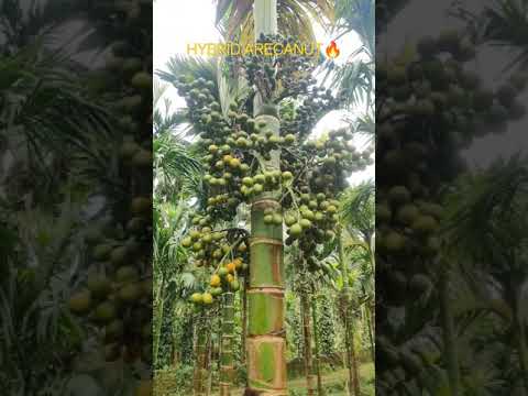 HYBRID ARECANUT PLANTS  #arecanut #bestreel #betelnut #reels #trending #farming #karnataka