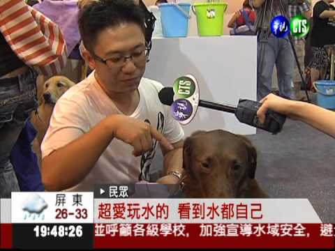 玩水兼消暑! 狗狗游泳趣味十足