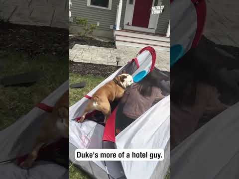 This dog doesnt do camping. 😅 #funny #shorts