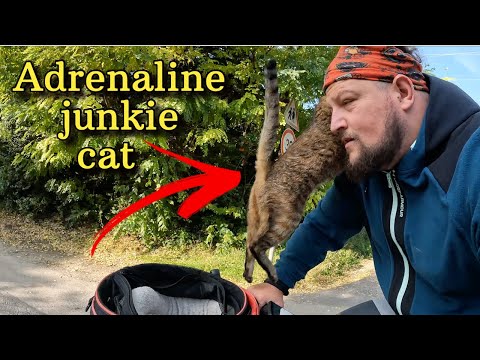Adrenaline junkie cat NALA 😻