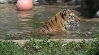 preview picture of video '水浴びしてるアムールトラのアシリ　Siberian tiger taking a bath.'