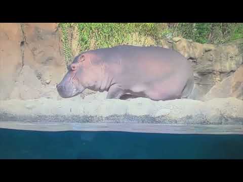 Baby Hippo Fritz Falls in Pool with Fiona - Cincinnati Zoo