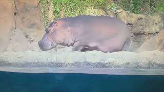 Baby Hippo Fritz Falls in Pool with Fiona - Cincinnati Zoo