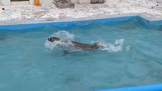 ノシャップ寒流水族館アザラシショープールで泳ぐアザラシ