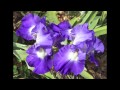 Wonderland Of Flowers