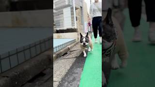 フレブルに帰省した時のお土産あげてみた✨