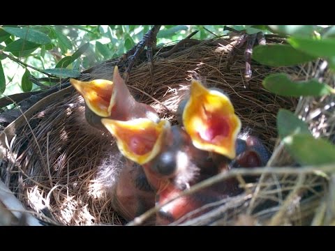 Blackbird nesting - from building the nest to leaving the nest