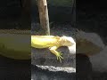 Some of the Iguanas Out in the Sun