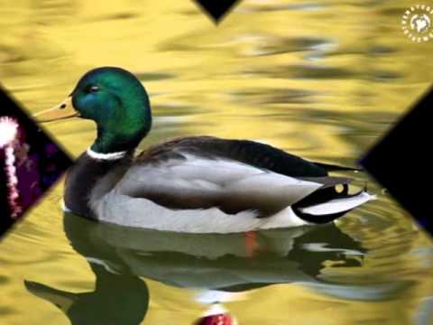 manantial  de  inspiracion salmo 121