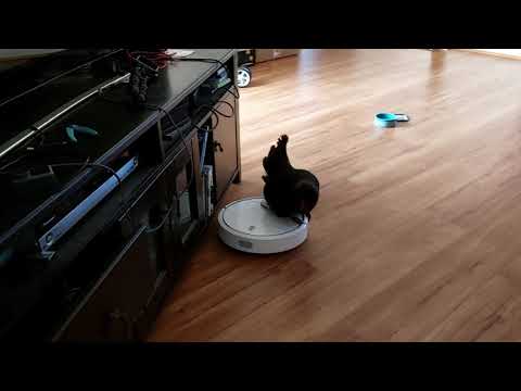 Chicken rides a robot vacuum
