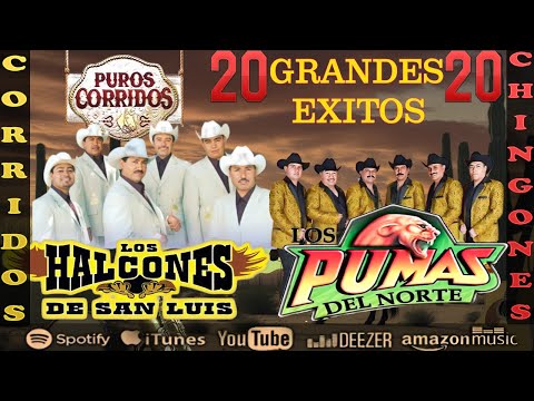 🔥 30 Corridazos Pesados – Halcones de San Luis & Pumas del Norte | Pura Sierra 2025