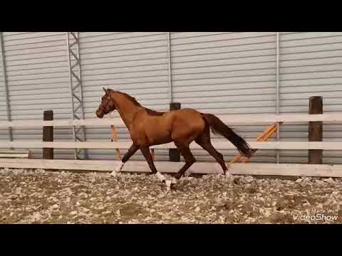 3jr Hengst For Romance x Jazz 168cm SOLD