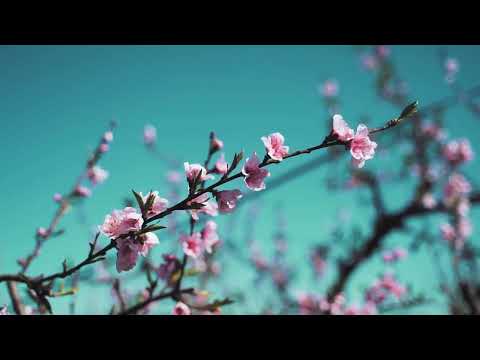 Amazing Colors of Spring 4K Nature Relaxation Film Relaxing Music Natural Landscape [ Impressionzz ]