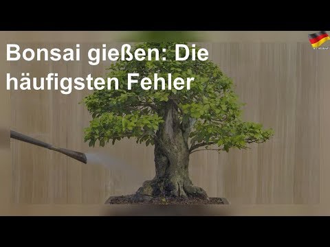 Bonsai gießen: Die häufigsten Fehler