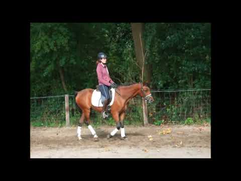 NESQUICK 4j. DR v. Nemax - Golden Dancer -for sale-