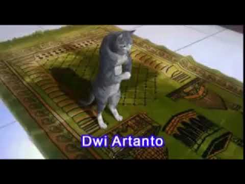 Wow that's cat doing namaz 😲😲😲