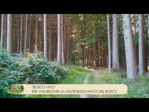 Ora Verde - "BOSCO VIVO" PER VALORIZZARE LA MULTIFUNZIONALITA' DEL BOSCO.