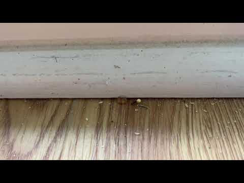 New Home Filled with Ants in Metuchen, NJ