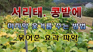 [텃밭농부 1,685]  서리태. 콩밭에 마지막 웃거름 주는 방법. #매주콩 #서리태 #쥐눈이콩