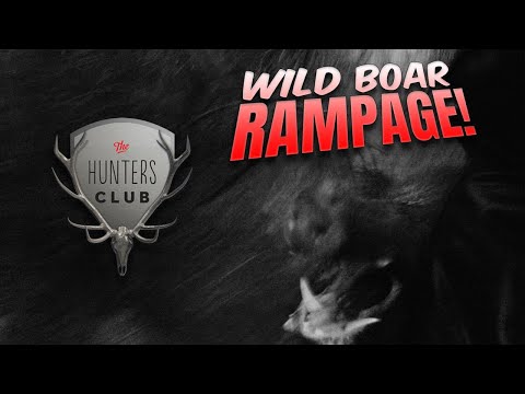 Wild Boar Rampage - St Bathans Pig Hunt