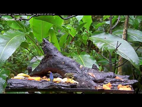 Buff-throated Saltator and Red-legged Honeycreeper Forage In Panama – July 27, 2018