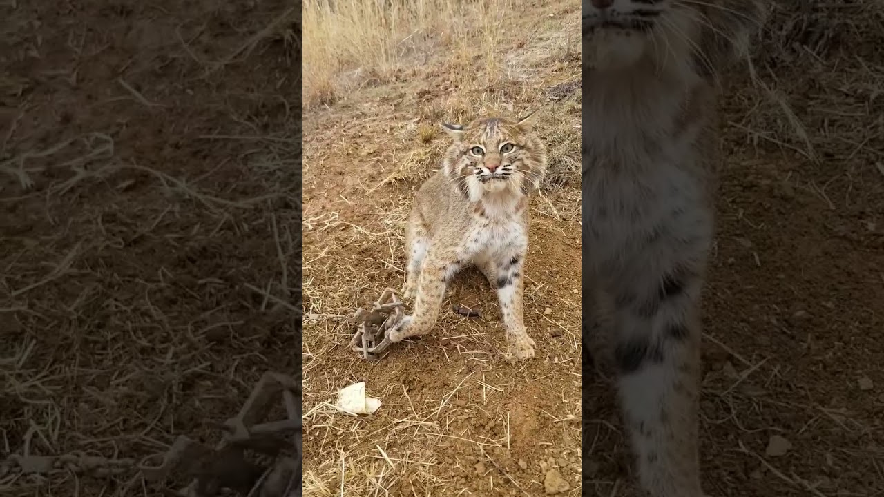 Huge Bobcat #ALsOutdoors #trapping #westvirginia
