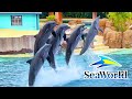 Dolphin Adventures Show SeaWorld Orlando 2023 | SeaWorld Orlando