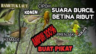Download lagu Suara Burung Kecil Betina Ribut - Ampuh buat pikat mp3 Download lagu Suara Burung Kecil Betina Ribut - Ampuh buat pikat mp3