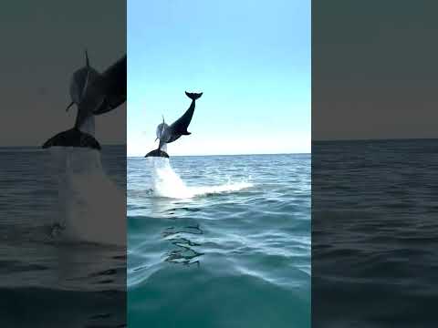 Impactante registro de delfines en Papudo