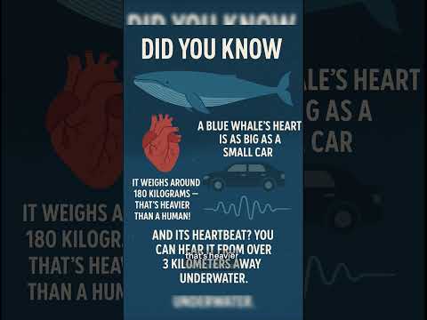 How BIG Is a Blue Whale’s Heart? 😱 #youtubeshorts #facts #whale #bluewhales #education #didyouknow
